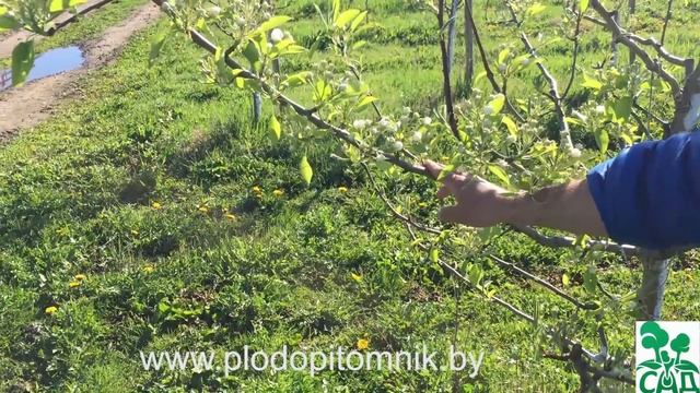 Формирование яблони и груши веретеном в течение жизни дерева. смотреть онлайн