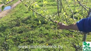 Формирование яблони и груши веретеном в течение жизни дерева.