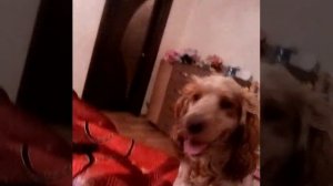 Насилует собака