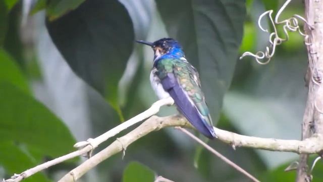 Colibrí Collarejo: Florisuga Mellivora - White-Necked Jacobin, Finca Villa Estela Florida Valle смотреть онлайн