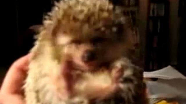 Ёжик смешно кушает#shorts#короткие_видео смотреть онлайн