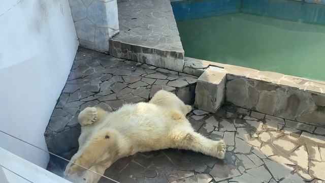 У пал са с ступеньки🤣🤣🤣🤣🤣🤣 смотреть онлайн