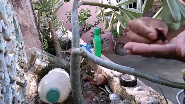 Adenium propagation using electrical tape - Paramihin ang adenium natin gamit ang electrical tape!! смотреть онлайн