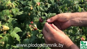 Малина Примара. Ремонтантная малина украинской селекции.