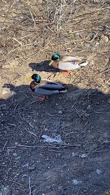 СЕЗОН ВЕСЕННЕЙ ОХОТЫ НА УТКУ 2024 ДВА ДРУГА СЕЛЕЗНЯ #shorts #shortsvideo #shortsyoutube #subscribe