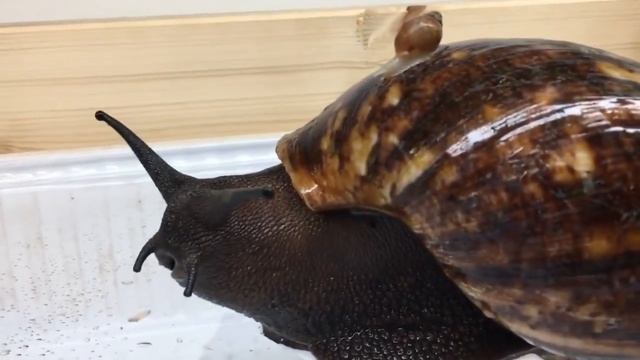 Самая огромная улитка в мире смотреть онлайн