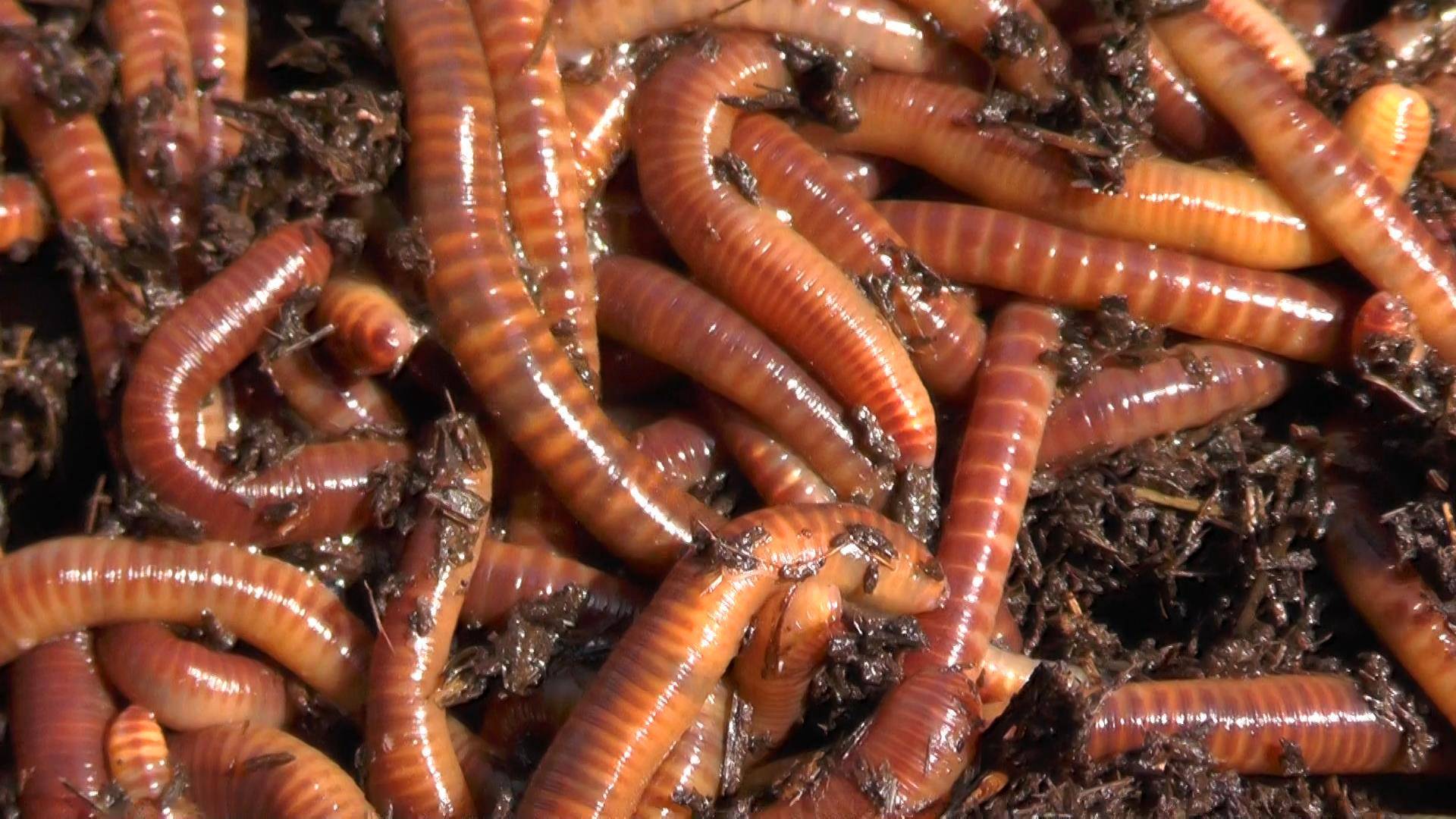 РАЗВЕДЕНИЕ ЧЕРВЕЙ, КОРМИТЬ НЕ НАДО. Как разводить червей в домашний условиях на навозе С НУЛЯ смотреть онлайн