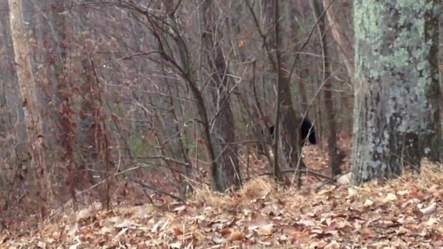 Bear is amazing in the Shenandoah park. Медведь гуляет рядом с людьми смотреть онлайн
