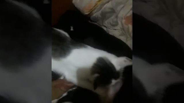 Угарний кот и собака всем смотреть!"приколы с животними" смотреть онлайн