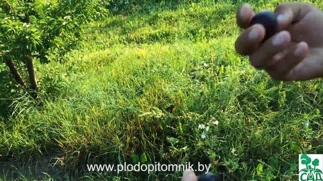 Алыча сорт Витьба смотреть онлайн