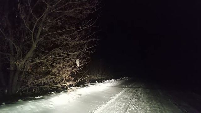 Сова возле дороги смотреть онлайн