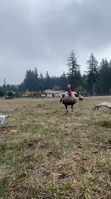 Crazy little dinosaurs 🤪🦃￼ смотреть онлайн