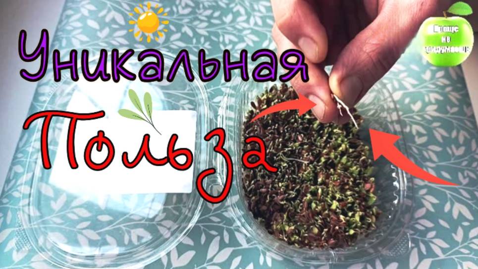 Вся уникальная польза льна лучше всего раскрывается в пророщенных семенах смотреть онлайн