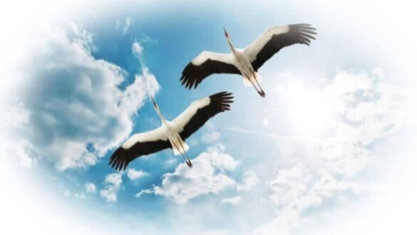 Дмитрий Хворостовский ЖУРАВЛИ. музыка: Ян Френкель. слова: Рауль Газматов (Наум Гребнев) смотреть онлайн