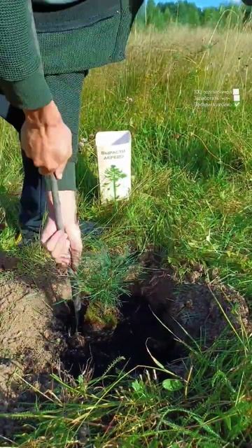 Посадить дерево ✅️ смотреть онлайн