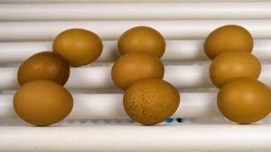 Автоматический инкубатор для яиц  Птичий Двор  А 64 720p