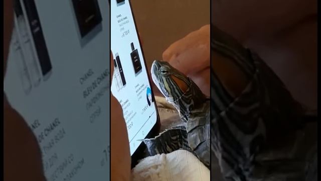 ШОК! Невероятное. Черепаха покупает духи. Черепаха Оливий выбирает себе Шанель в интернете. смотреть онлайн