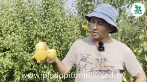 ГРУША ЛАДА. ВЫСОКОУРОЖАЙНЫЙ ЛЕТНИЙ СОРТ С ОТЛИЧНОЙ ЗИМОСТОЙКОСТЬЮ!