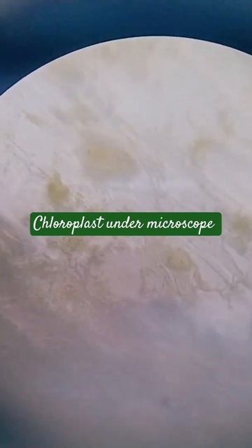 Chloroplast under microscope#chloroplast#under#microscope@learnwithsidraafreen8740 смотреть онлайн
