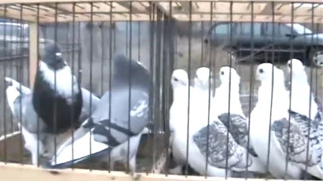 Днепр юбилейный Ярмарка дек 2021 смотреть онлайн