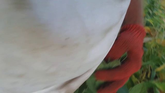 28,08,2018 соя Сенсор, Онікс роздуми над помилками, висновки дивитись до кінця сюрприз з ХАЙПРО смотреть онлайн