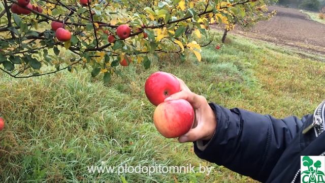 Яблоня сорт Чаровница смотреть онлайн