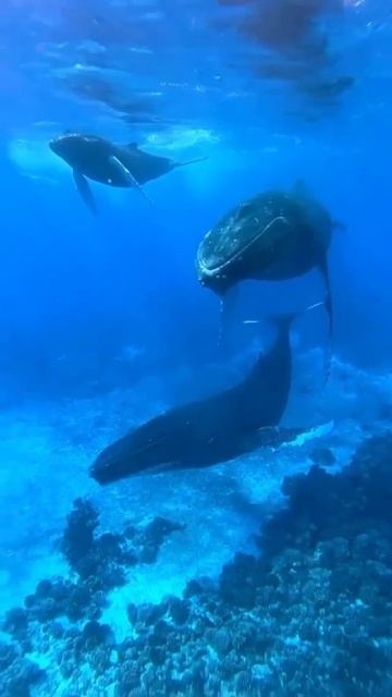 🥶SOUND OF WHALE II All about species and creature on Earth. смотреть онлайн
