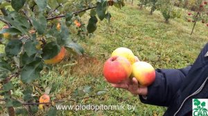 Яблоня сорт Пепинка золотистая
