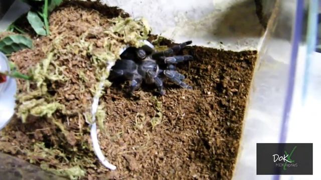 Tarantula Spotlight Ep. 11 - LOST FOOTAGE! - Aphonopelma seemanni смотреть онлайн