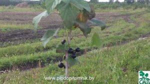 Смородина чёрная сорт Купалинка