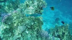 Попугай  и компания. Красное море. Шарм-эш-Шейх. Шаркс-Бей. 2024