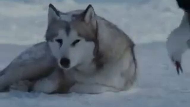 Enigma Era Gregorian Moment Of Peace смотреть онлайн