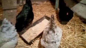 Куры породы Амераукана, яйценоскость в неотапливаемом сарае!!!