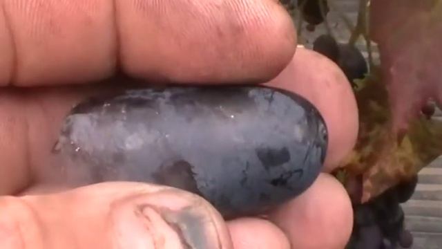 Сорт винограда Буяр - сезон 2015 смотреть онлайн