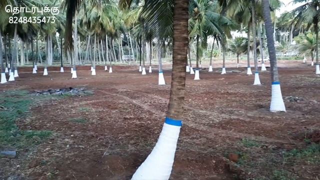 # 08 [SOLD OUT ]1 Acres , 50 Cent And 75 Cent beautiful coconut farm for sale смотреть онлайн
