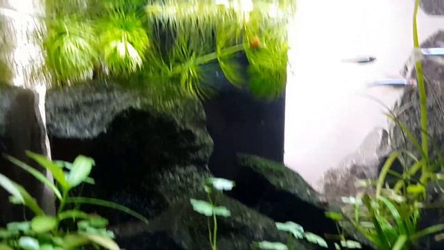 Tetra AquaArt 20L LED смотреть онлайн