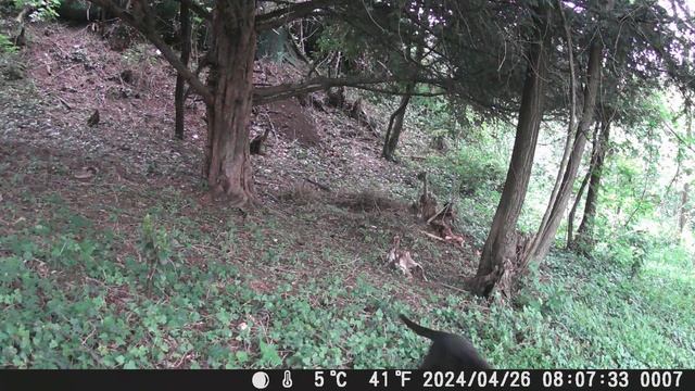 Gatto Venere nel bosco, si vede la terra rimossa per un buco scavato da qualche animale смотреть онлайн