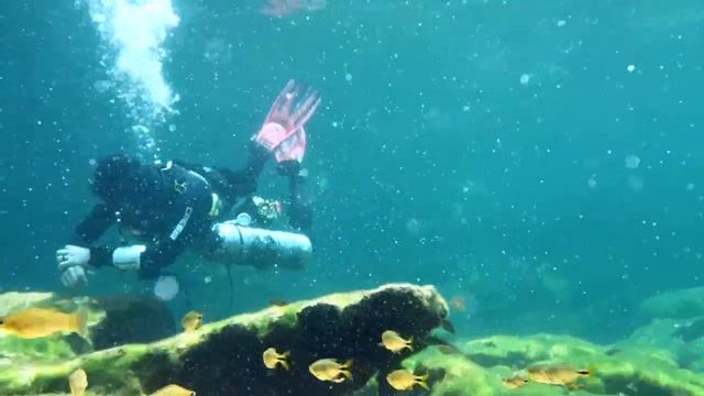 Tetra fish in Cenote Ponderosa A.K.A. Jardin Del Eden смотреть онлайн