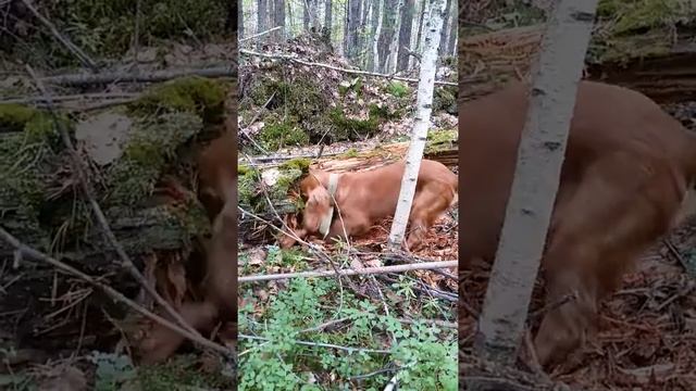 Грэй в лесу))) смотреть онлайн