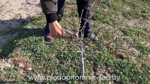 ОБРЕЗКА СЛИВЫ и АЛЫЧИ ВЕСНОЙ по годам до 4 лет. Формировка подходит для АБРИКОСА, ПЕРСИКА, НЕКТАРИНА