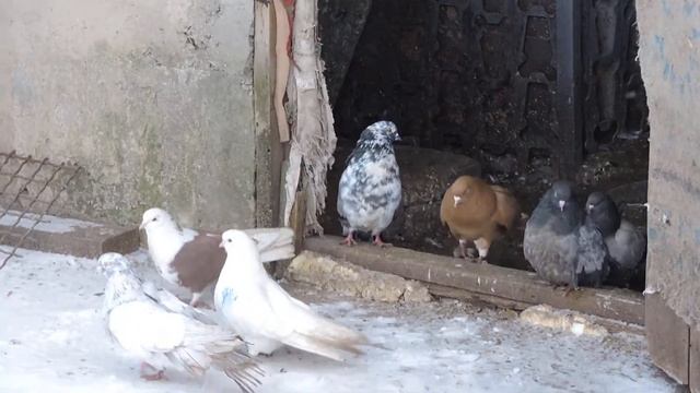 Голуби Стожковки смотреть онлайн