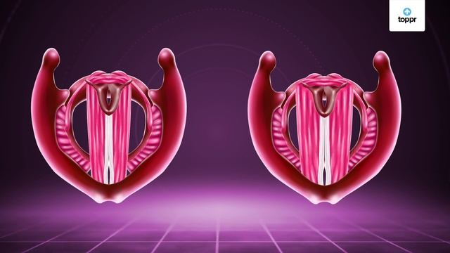 How Humans Produce Sound | Sound | Physics | Class 9 смотреть онлайн