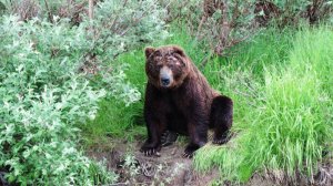 Медведь - "Франкенштейн".