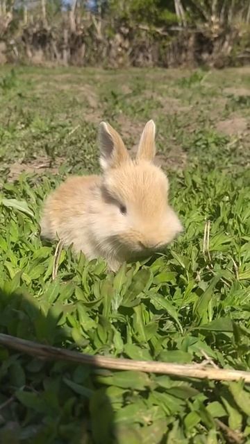 маленькие кролики смотреть онлайн