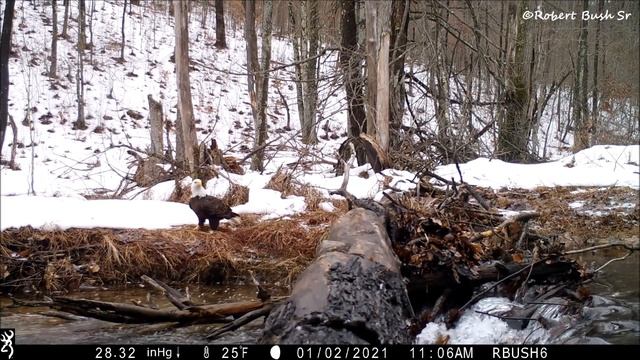 Bald Eagles on the Log2 & the Log 1/2021 смотреть онлайн