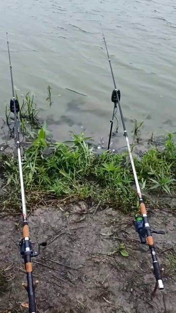 на рыбалке ##тюмень #fishing #отдых #carpfishing #carp #карп #карась #озеро #рыба #region172 #кайф смотреть онлайн