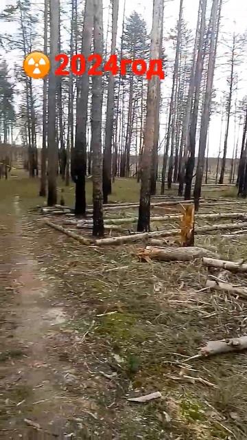 год 2024 радиация , после взрыва # stalker #shortsvideo #фантазия #фантастика #новинки #лес #торнад смотреть онлайн