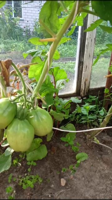 Урожайные сорта томатов смотреть онлайн