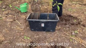 КАК ХРАНИТЬ САЖЕНЦЫ ЗИМОЙ до весны в теплице (подвале)?