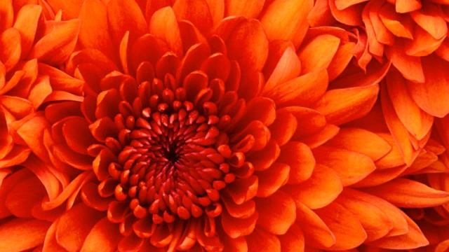 Yolanda Be Cool, Dcup - We No Speak Americano смотреть онлайн